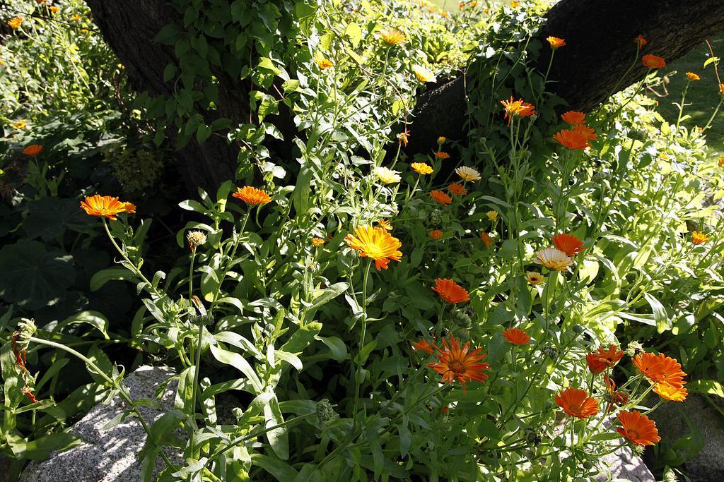 Bed and Breakfast Cafehaven Børglum Exterior foto
